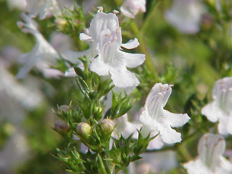 Winter Savory photo 7