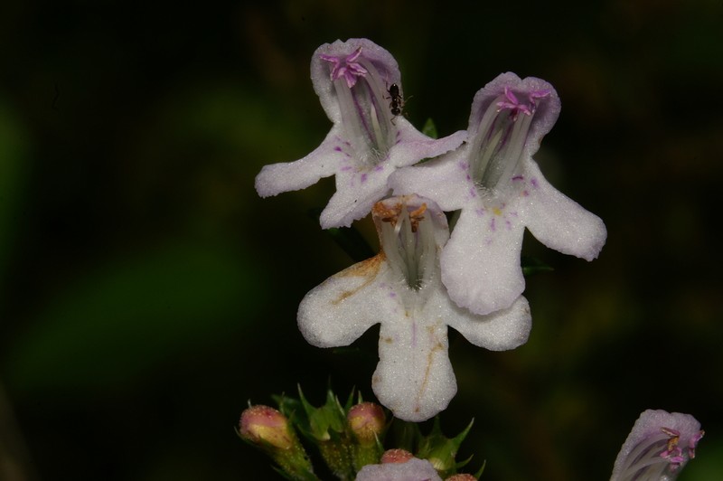 Winter Savory photo 8