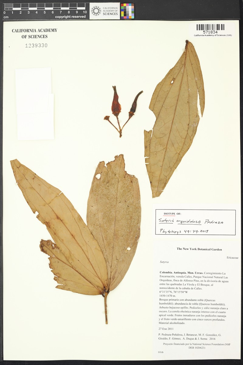 Satyria orquidiensis