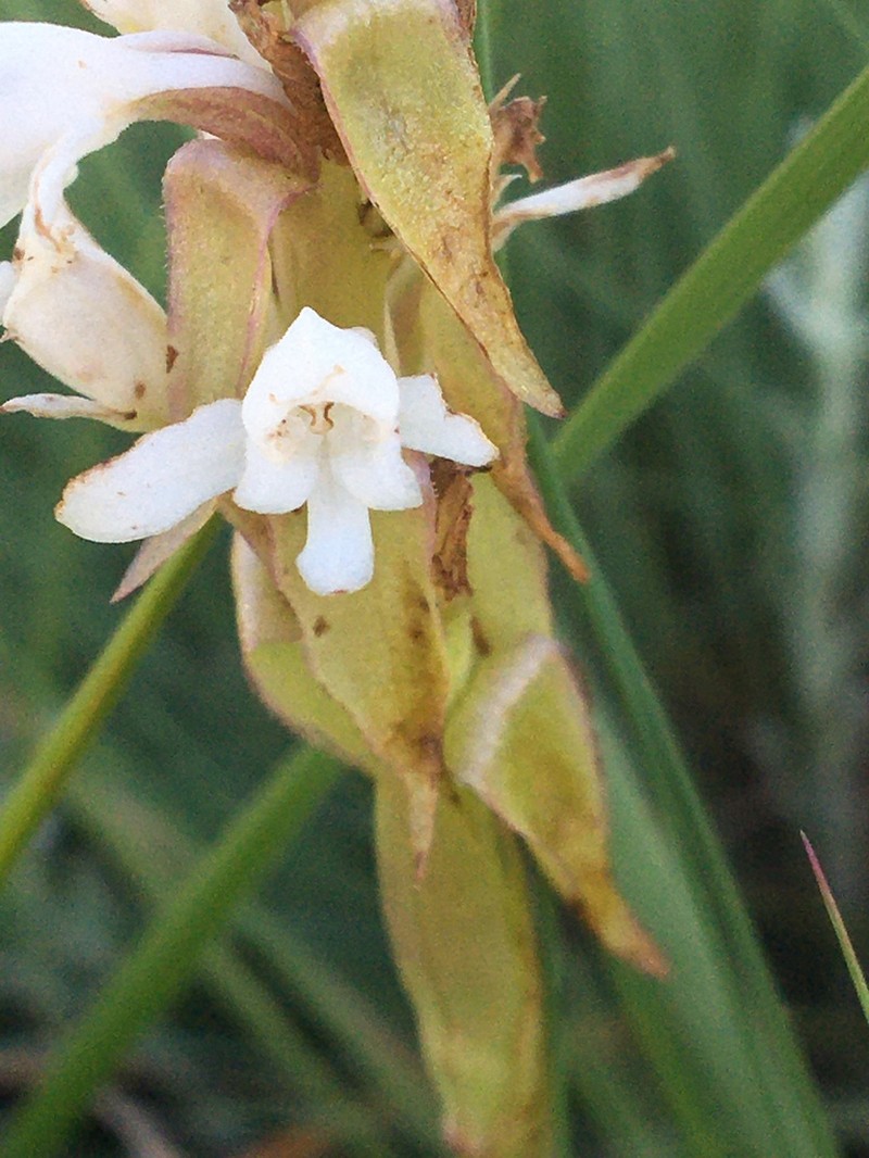 Satyrium cernuiflorum