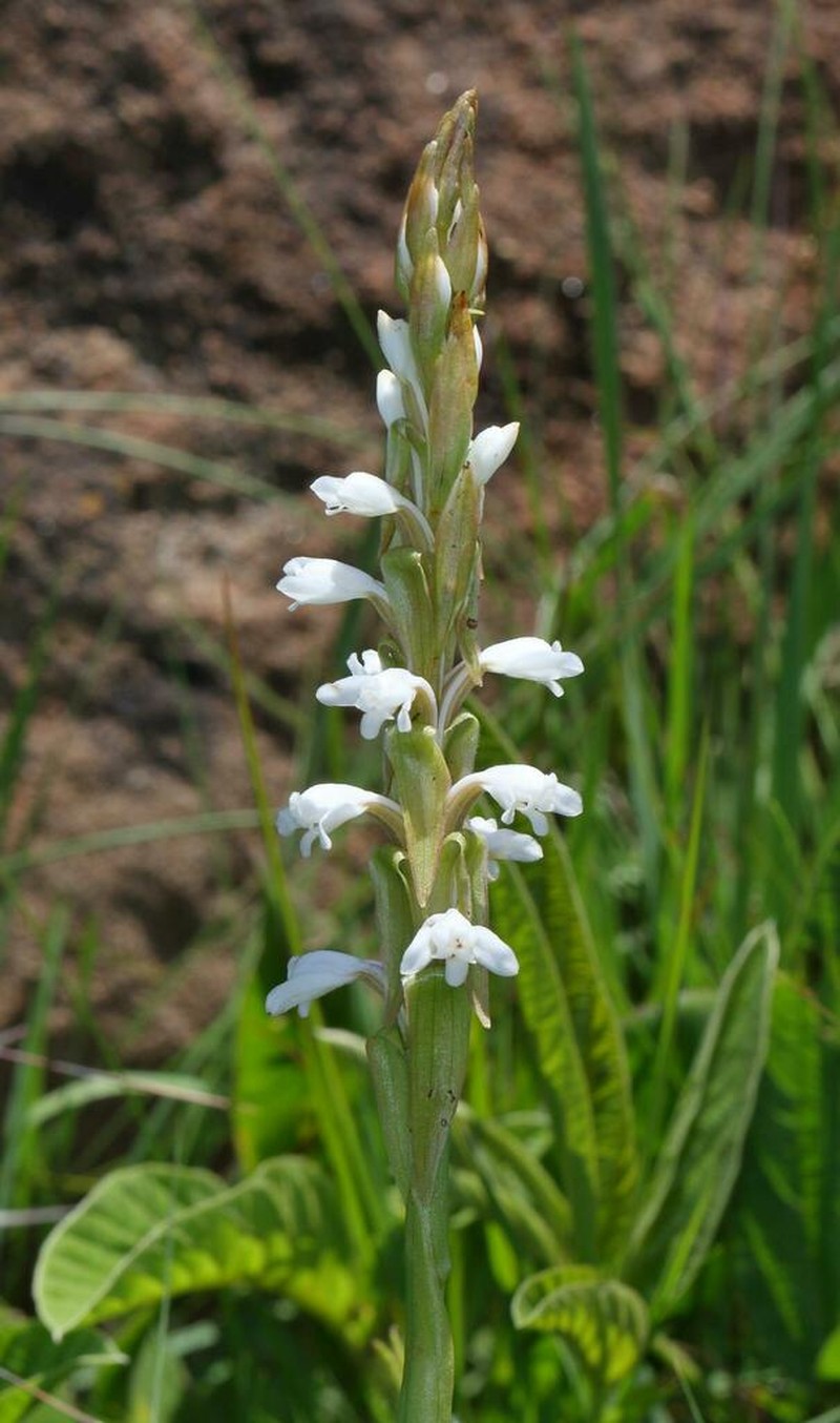 Satyrium cernuiflorum photo 2