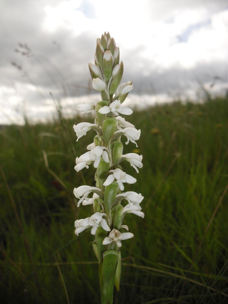 Satyrium cernuiflorum photo 3