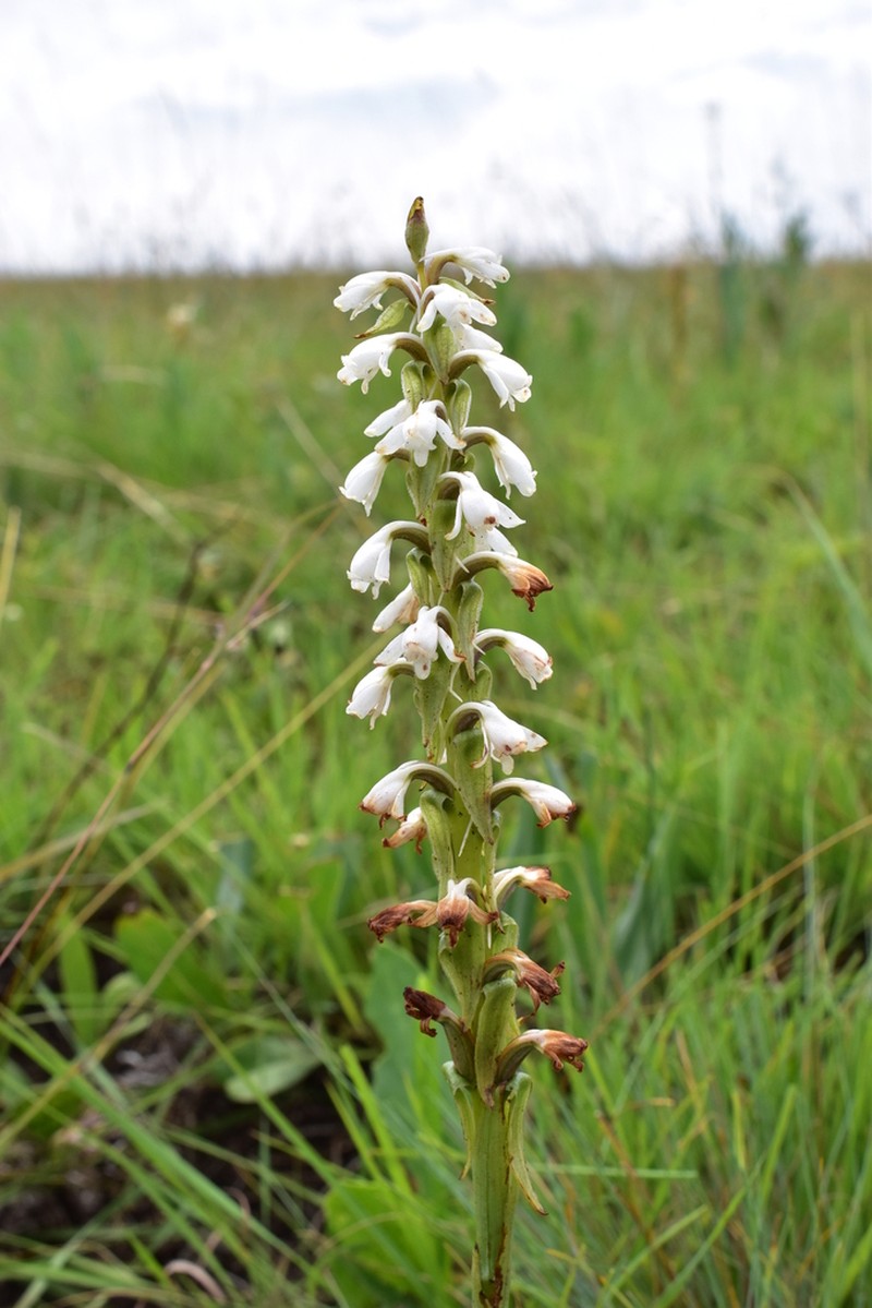 Satyrium cernuiflorum photo 4