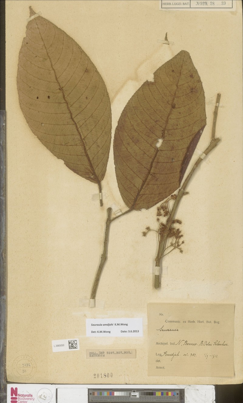 Saurauia amdjahii