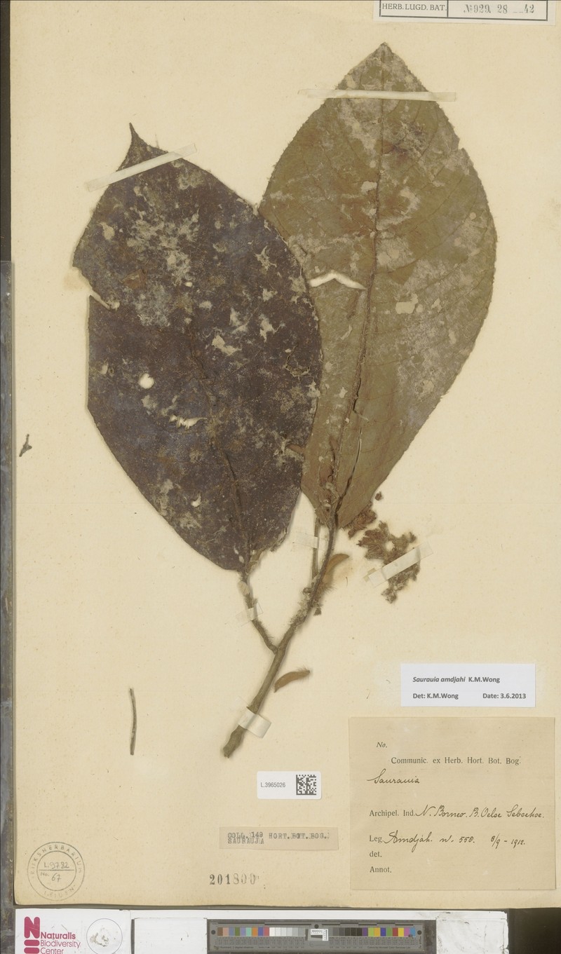 Saurauia amdjahii photo 2