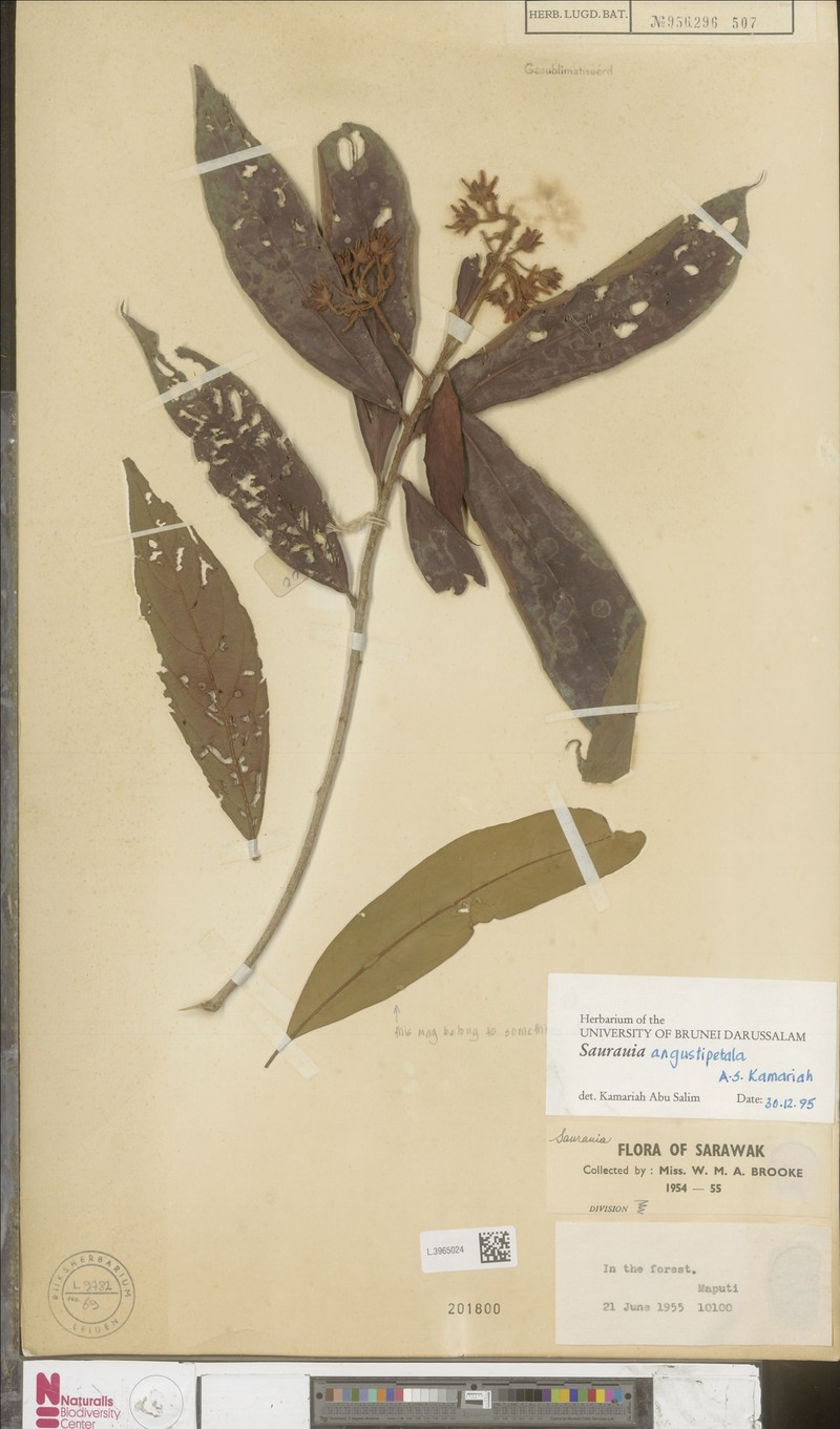 Saurauia angustipetala