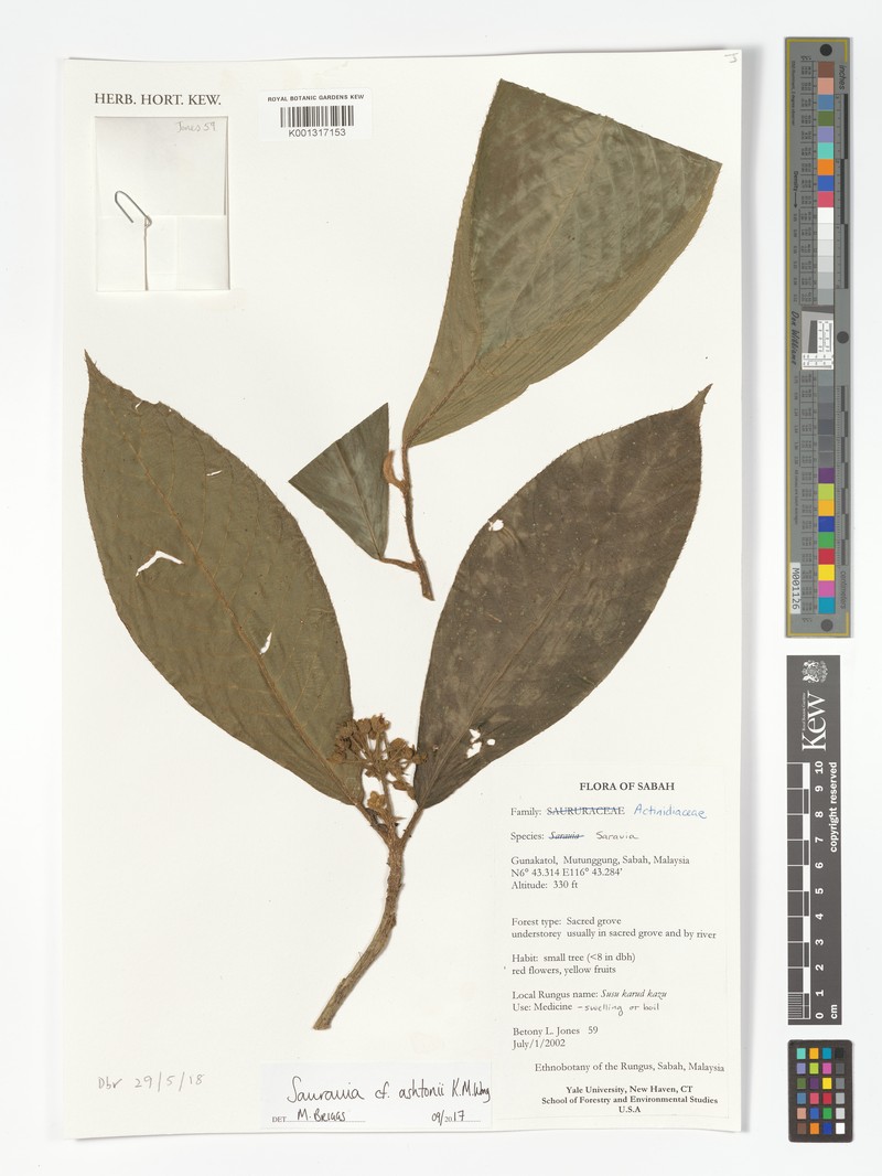 Saurauia ashtonii