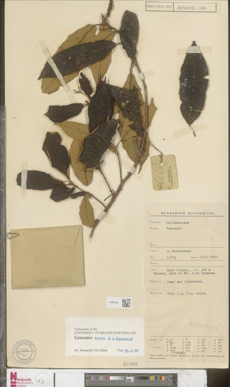 Saurauia aurea