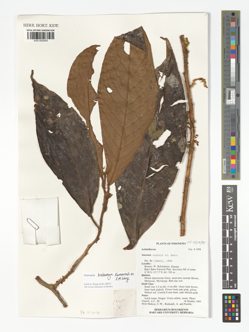 Saurauia bakaraya
