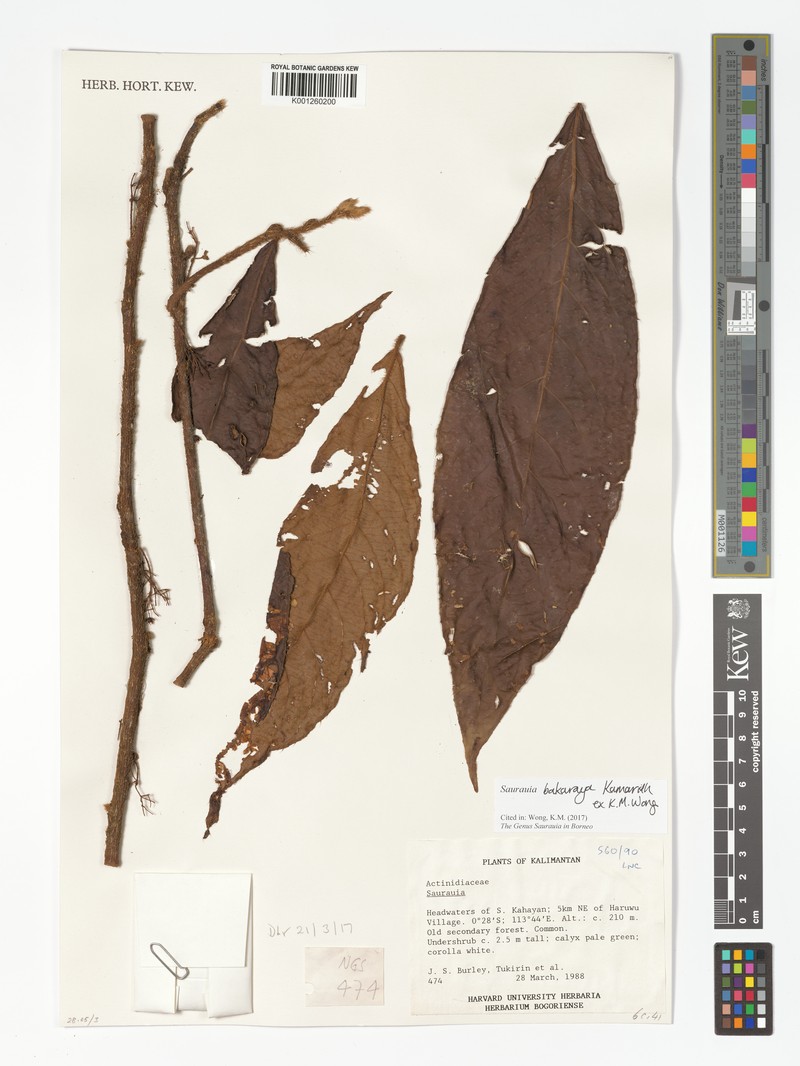 Saurauia bakaraya photo 2