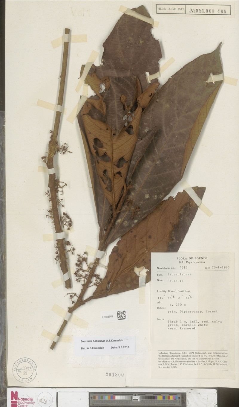 Saurauia bakaraya photo 3