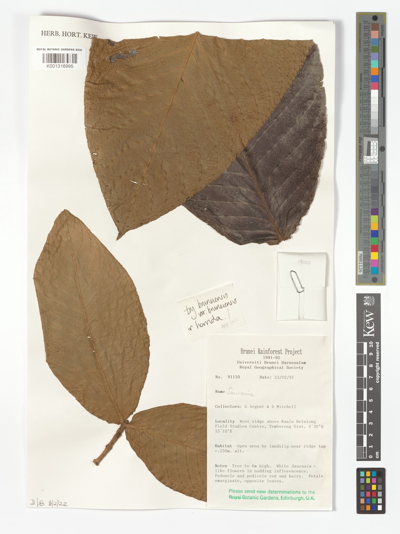 Saurauia bruneiensis var. bruneiensis