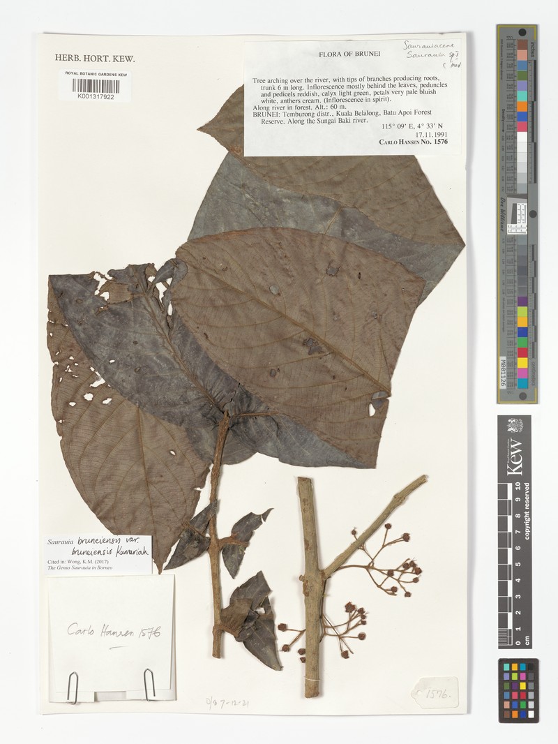 Saurauia bruneiensis var. bruneiensis photo 2