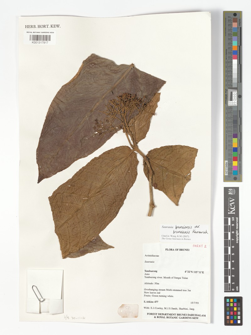 Saurauia bruneiensis var. bruneiensis photo 3