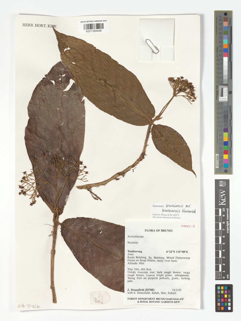 Saurauia bruneiensis var. bruneiensis photo 4