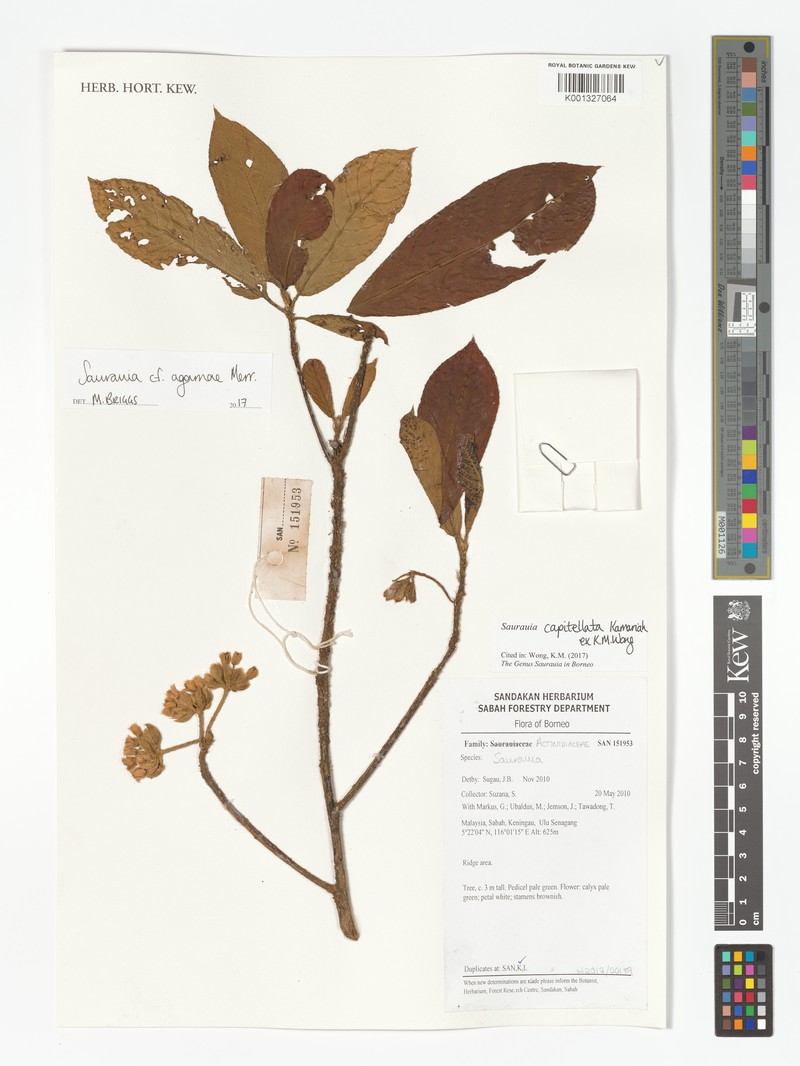 Saurauia capitellata