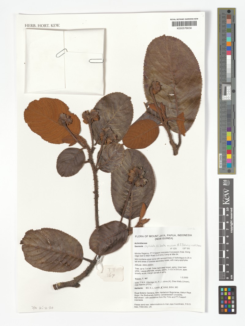 Saurauia capitellata photo 2