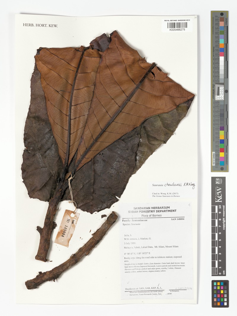 Saurauia chewlunii