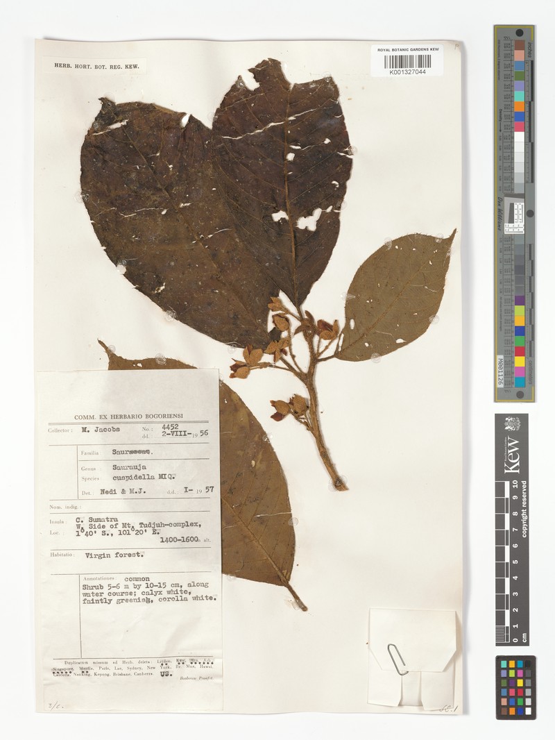 Saurauia corneri