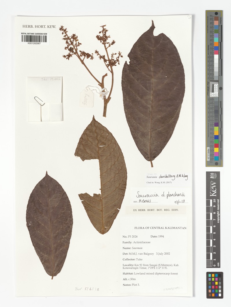 Saurauia darikalteng