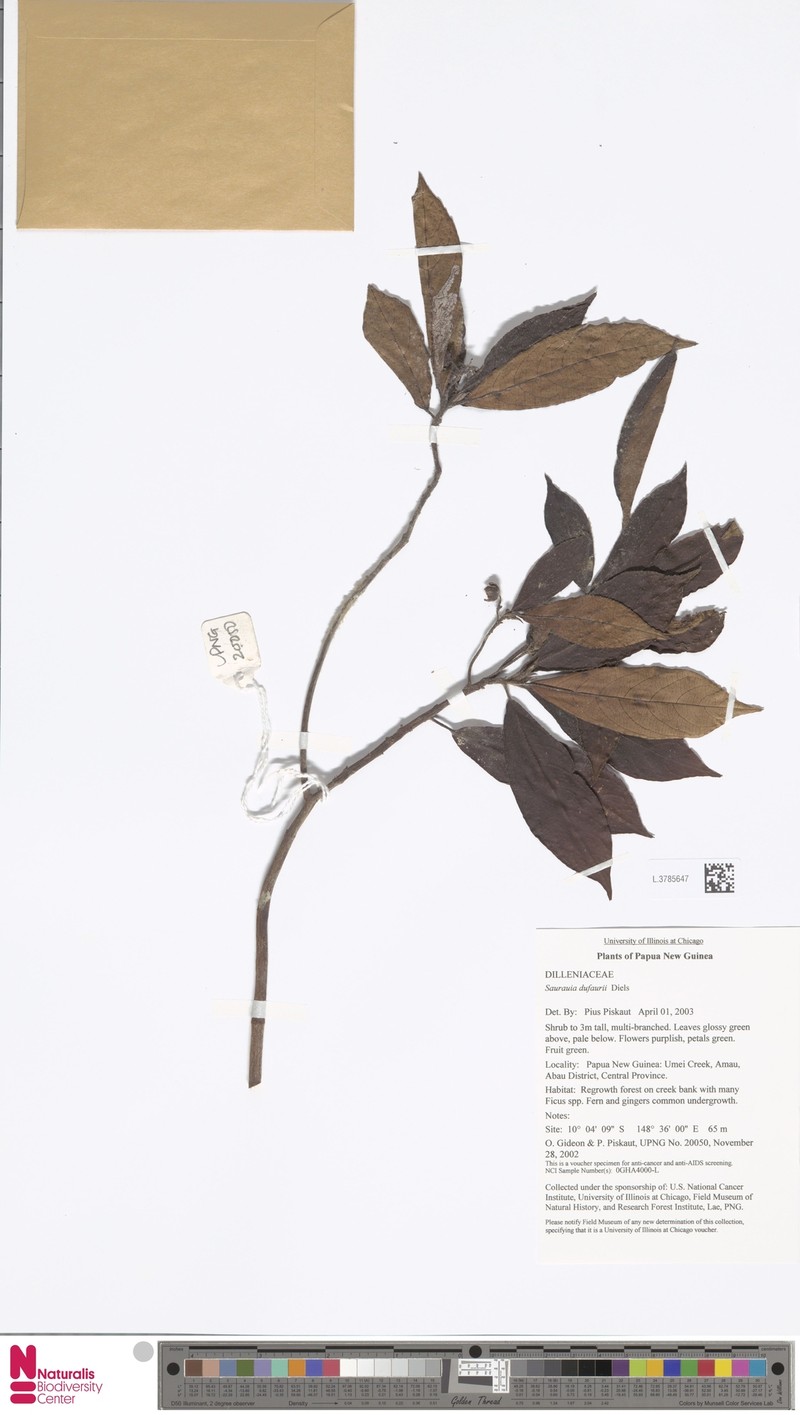 Saurauia dufaurii