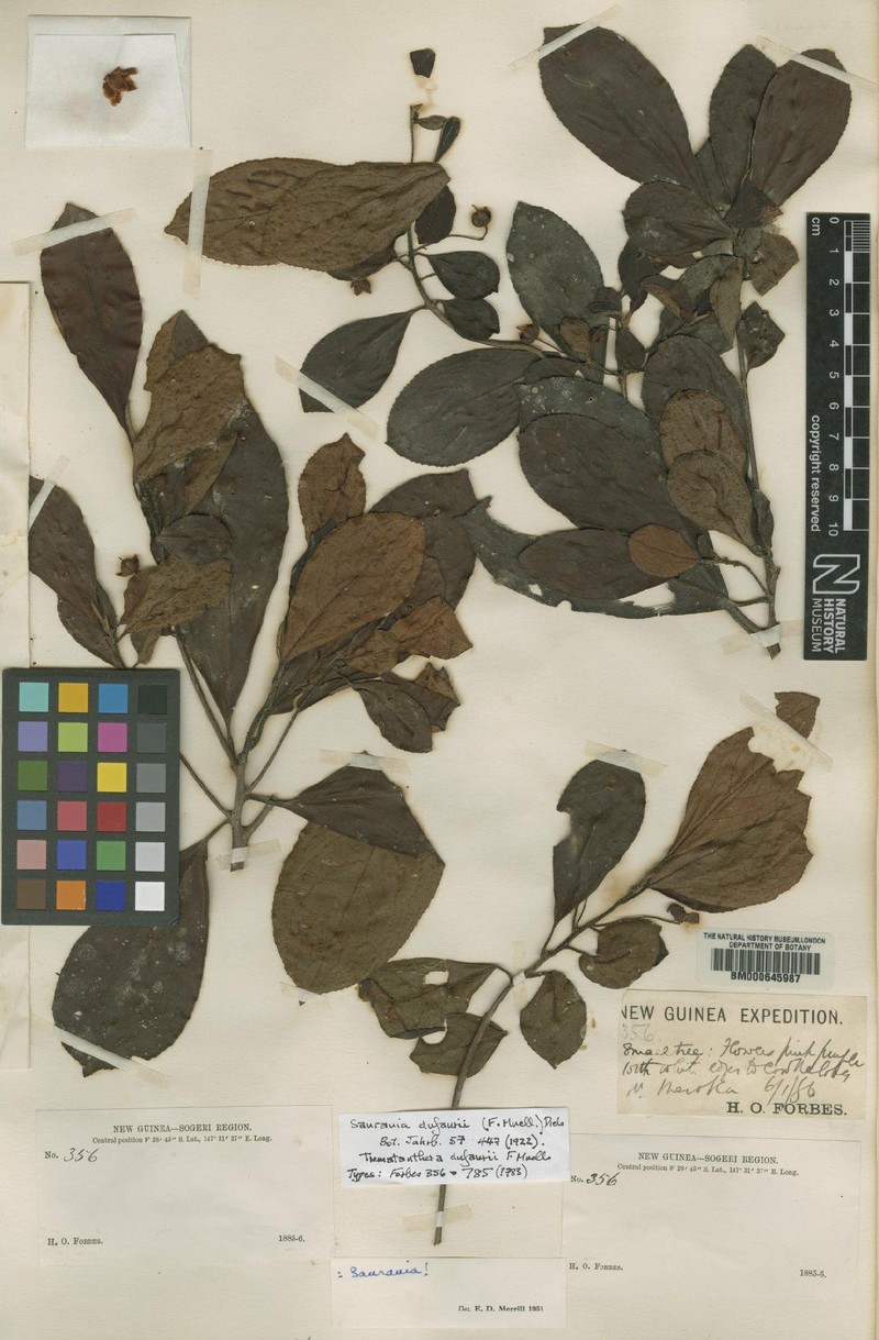 Saurauia dufaurii photo 2