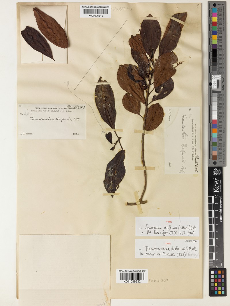 Saurauia dufaurii photo 3