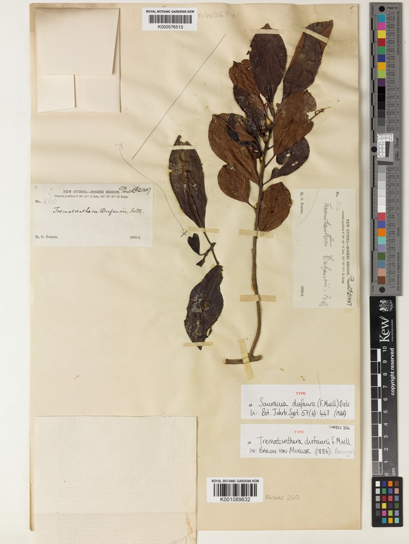 Saurauia dufaurii photo 4