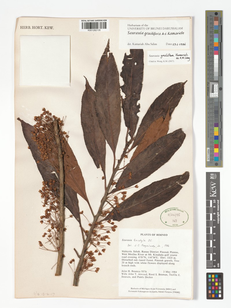 Saurauia graciliflora