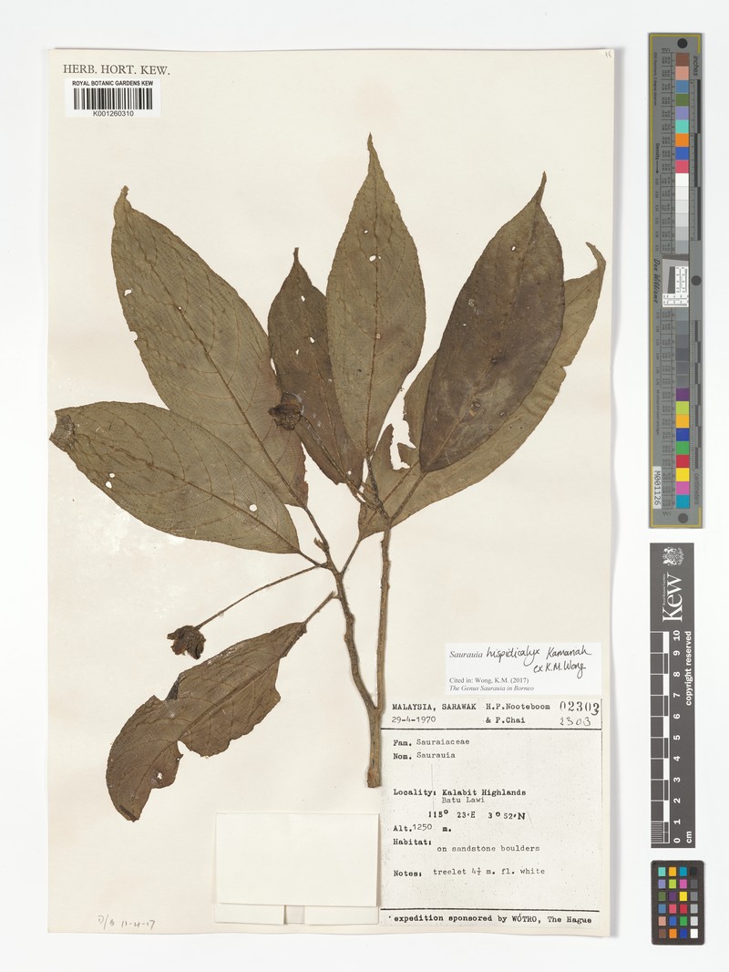 Saurauia hispidicalyx