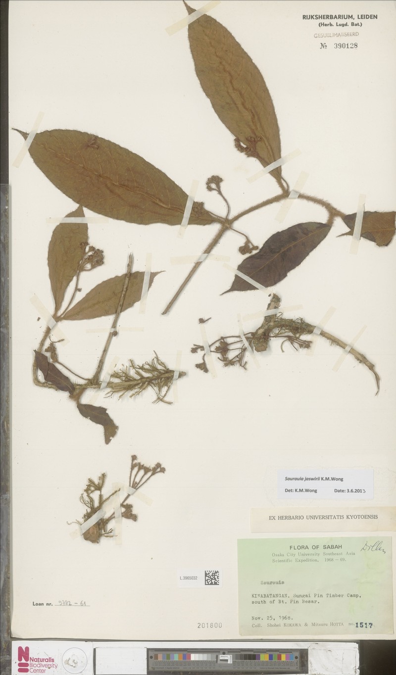 Saurauia jaswirii