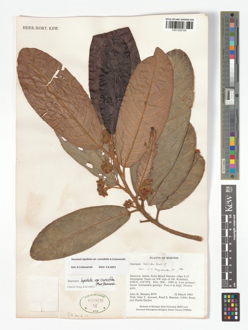 Saurauia lepidota var. cuneifolia