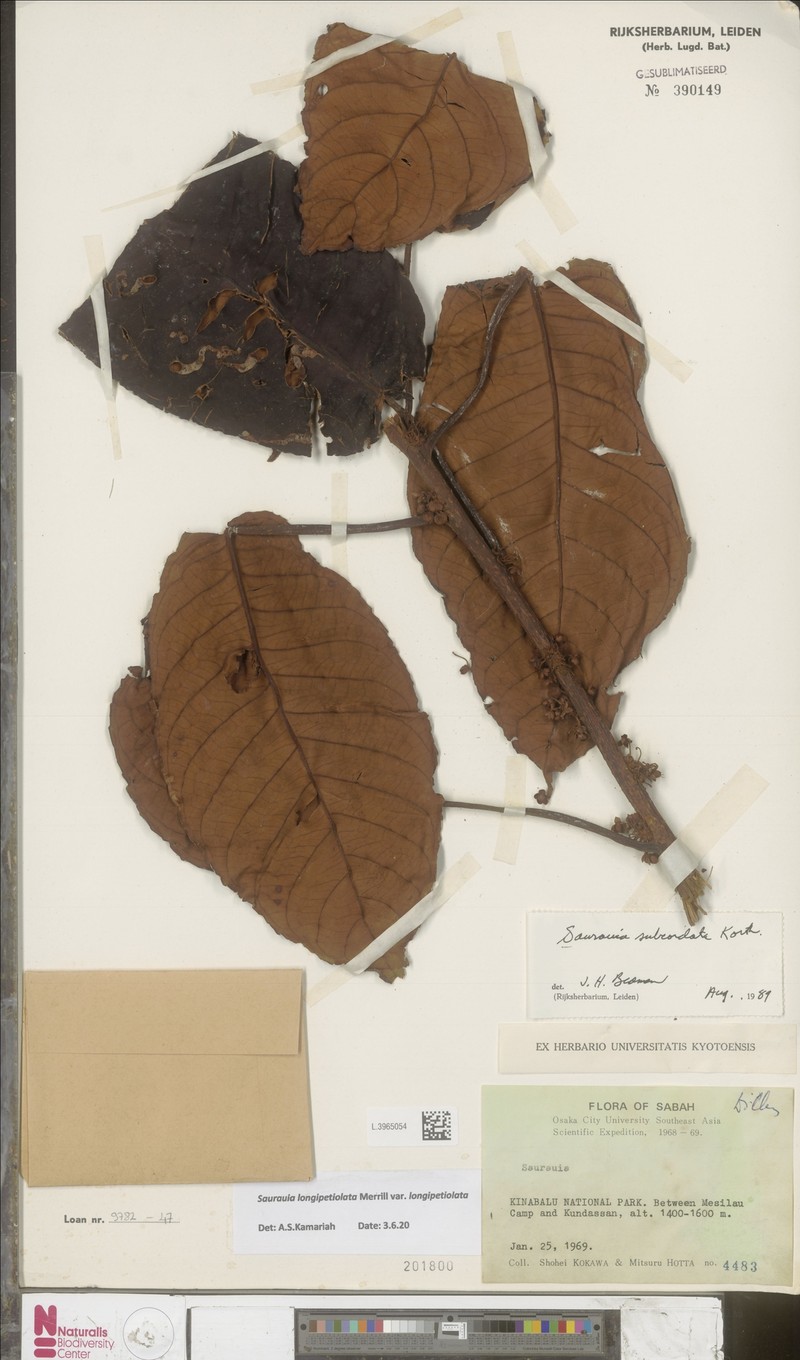 Saurauia longipetiolata var. longipetiolata