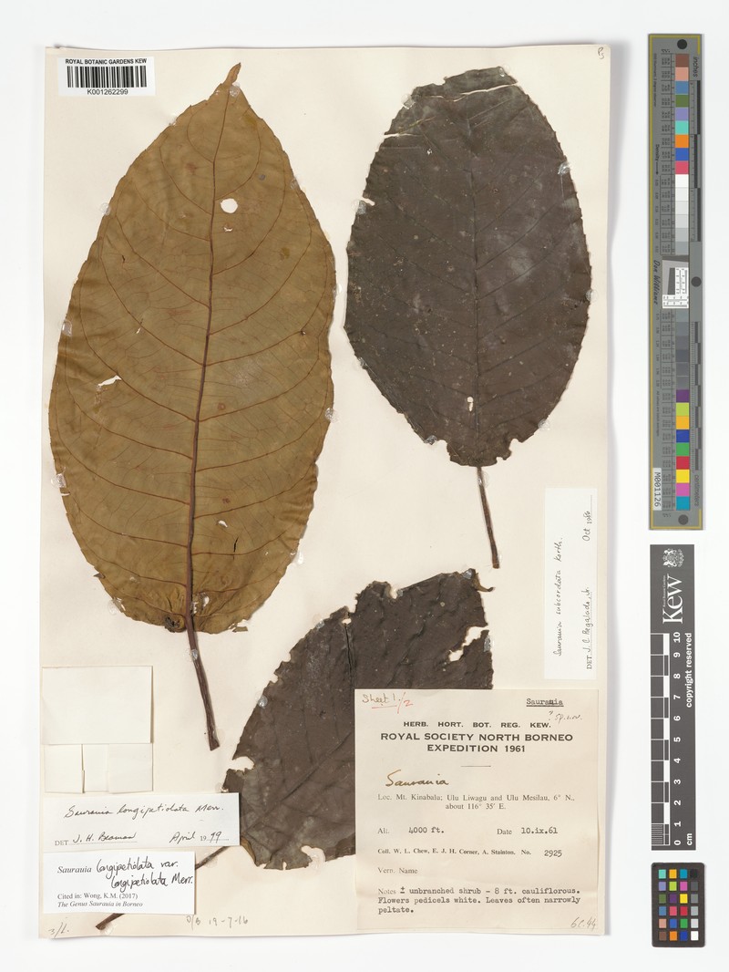 Saurauia longipetiolata var. longipetiolata photo 2