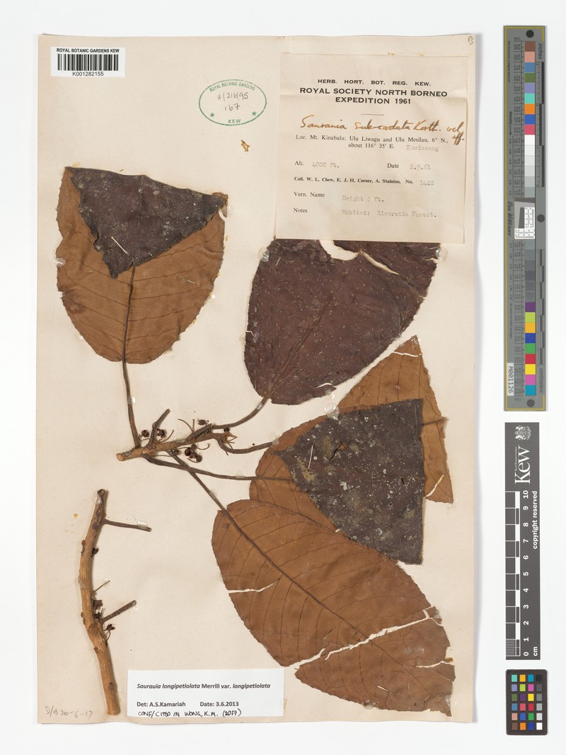 Saurauia longipetiolata var. longipetiolata photo 3