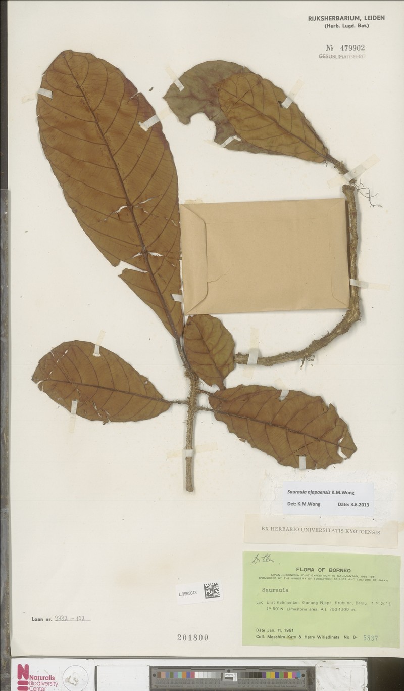 Saurauia njapaensis