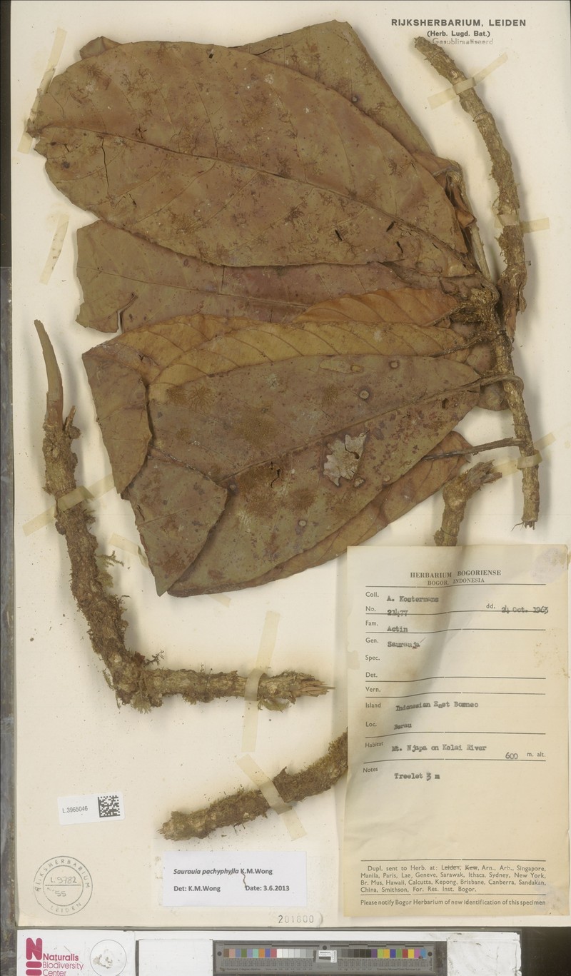 Saurauia pachyphylla