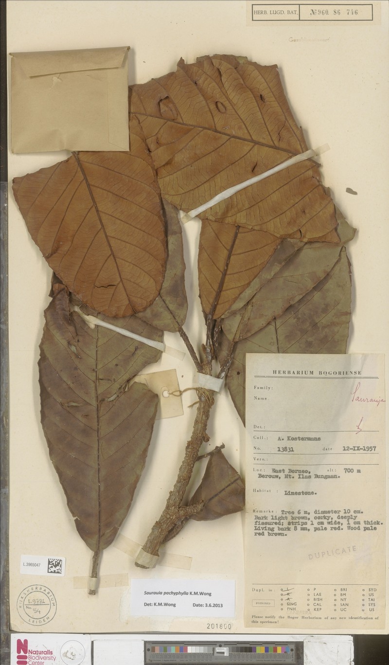 Saurauia pachyphylla photo 2