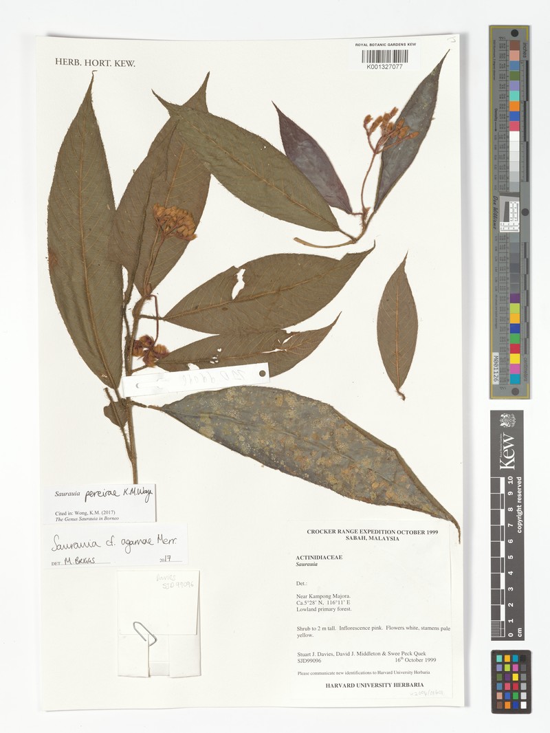 Saurauia pereirae
