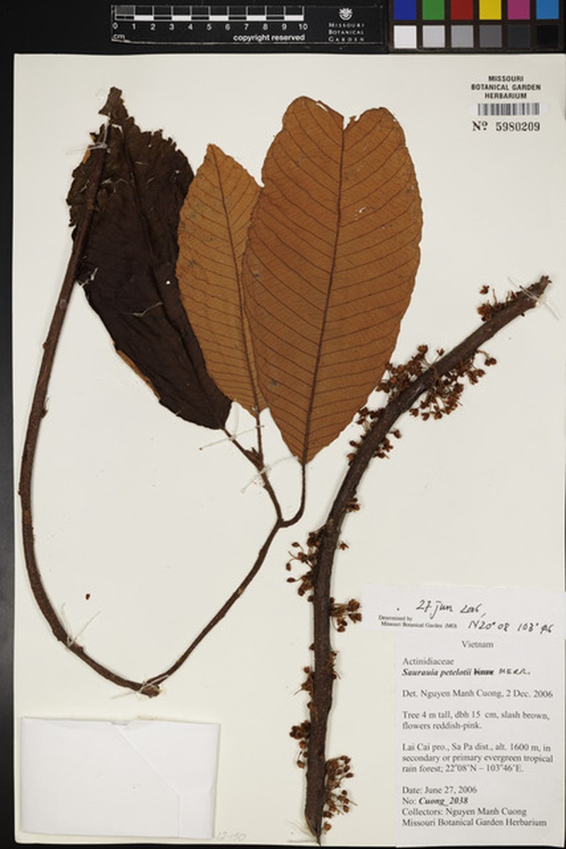 Saurauia petelotii