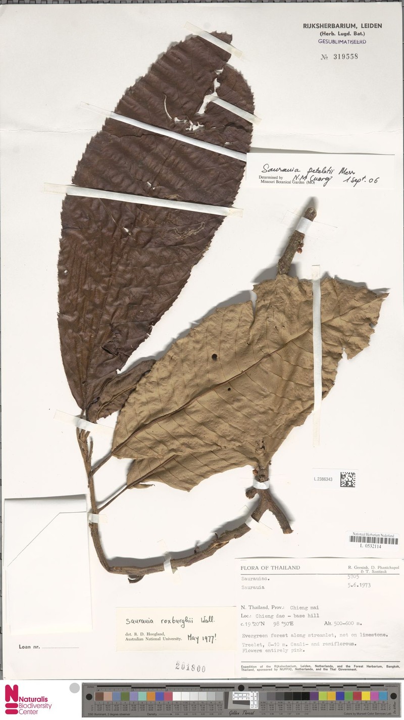 Saurauia petelotii photo 2