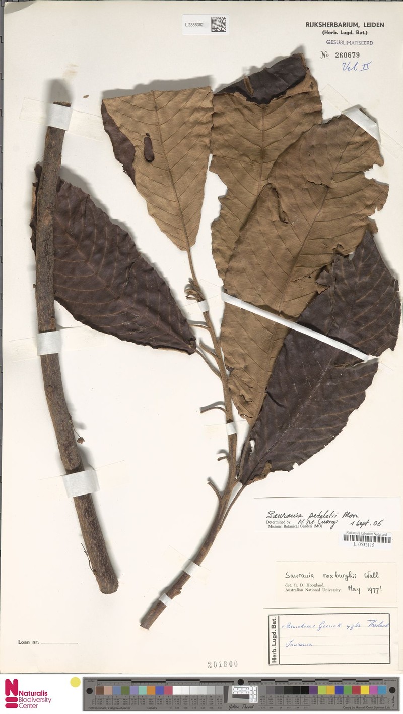 Saurauia petelotii photo 3