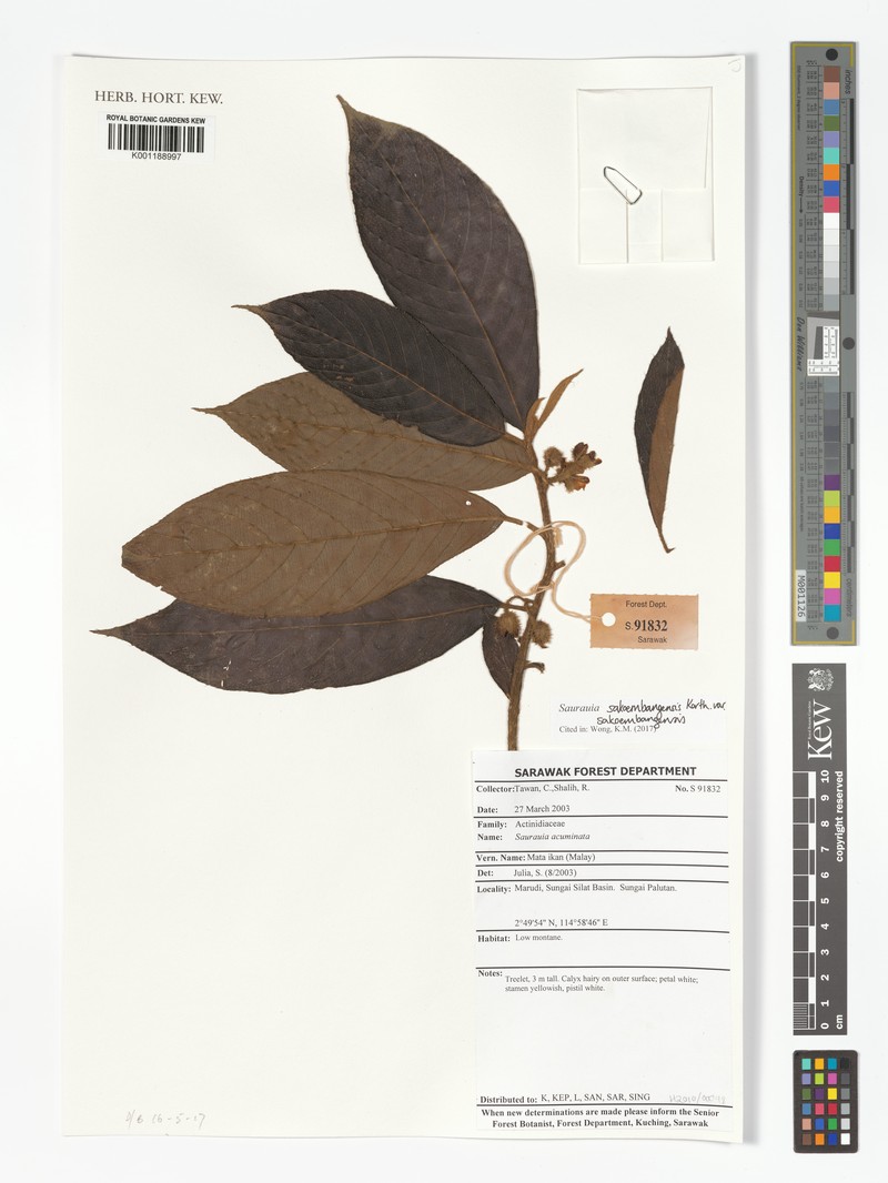 Saurauia sakoembangensis var. sakoembangensis