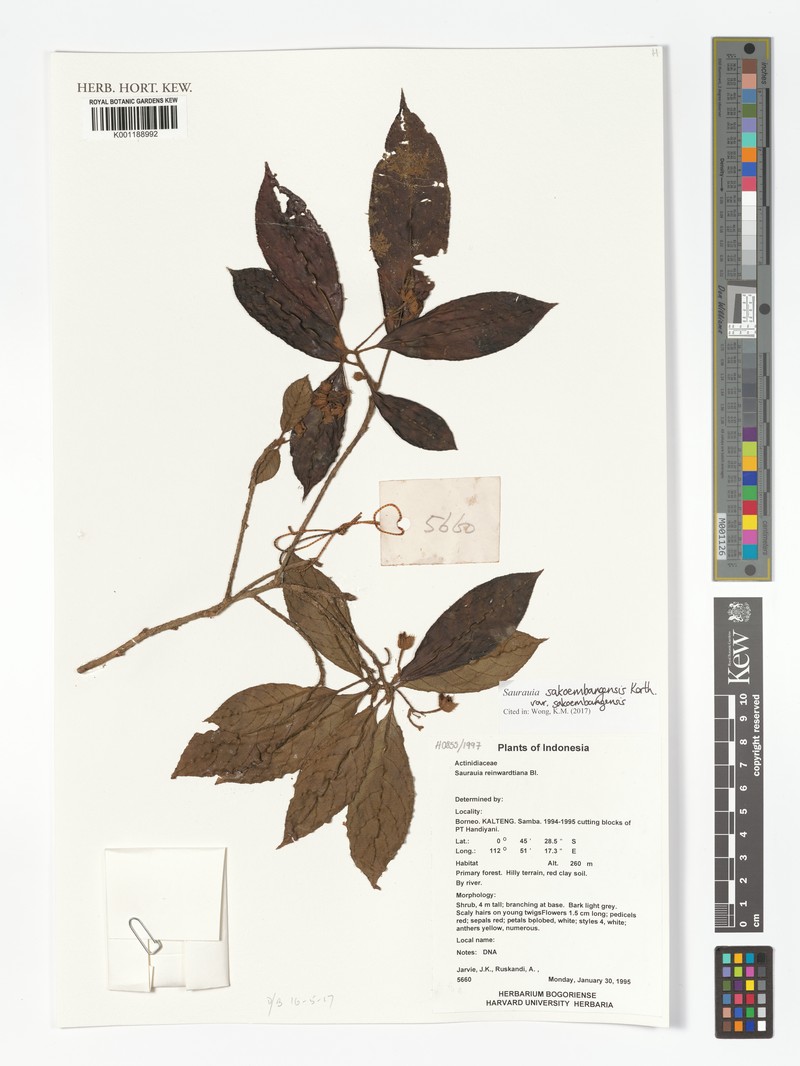 Saurauia sakoembangensis var. sakoembangensis photo 2