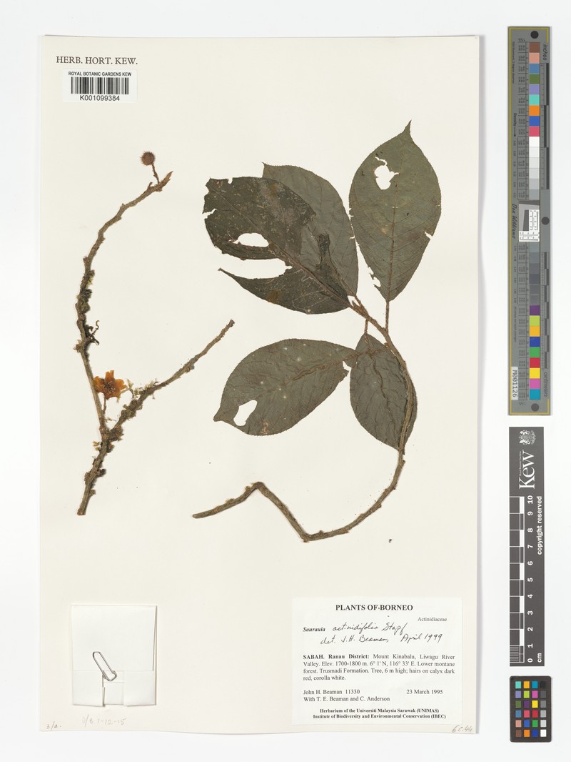 Saurauia sakoembangensis var. sakoembangensis photo 3