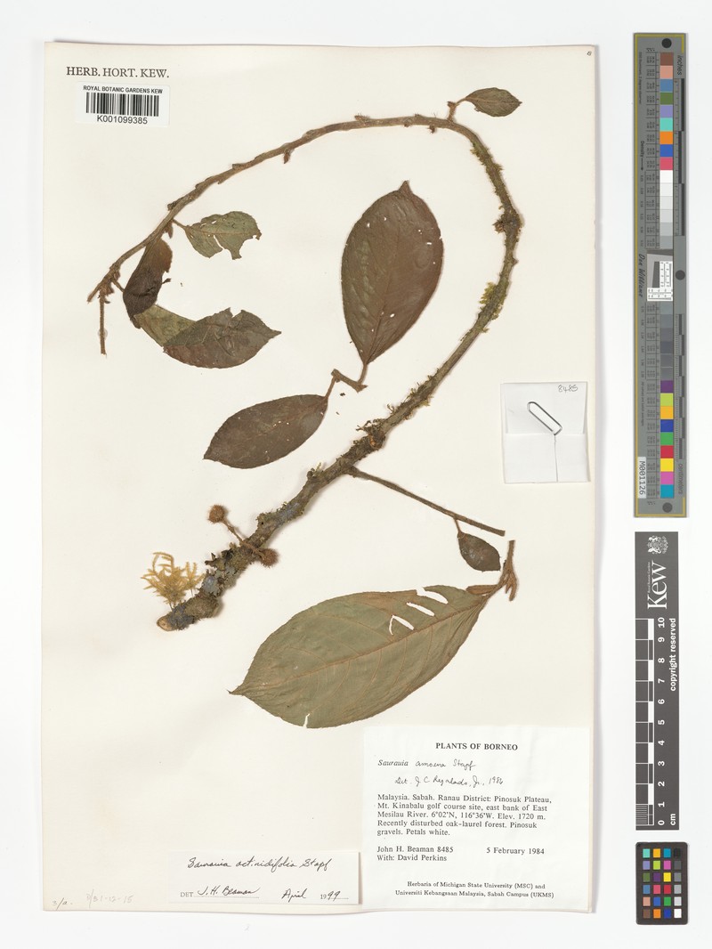 Saurauia sakoembangensis var. sakoembangensis photo 4