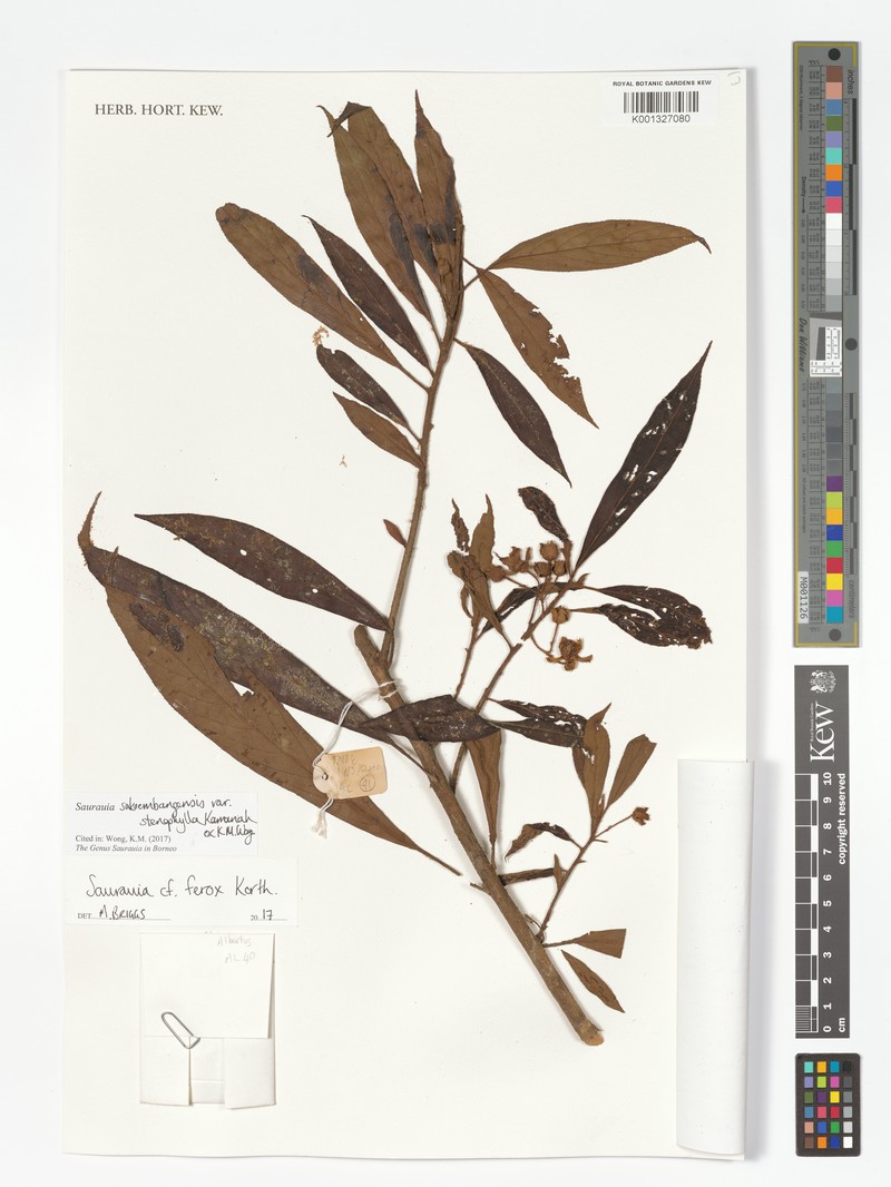 Saurauia sakoembangensis var. stenophylla