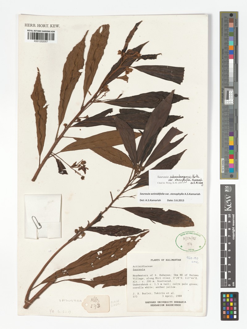 Saurauia sakoembangensis var. stenophylla photo 2
