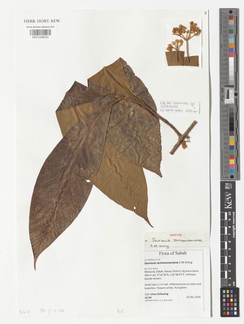 Saurauia sammanniana