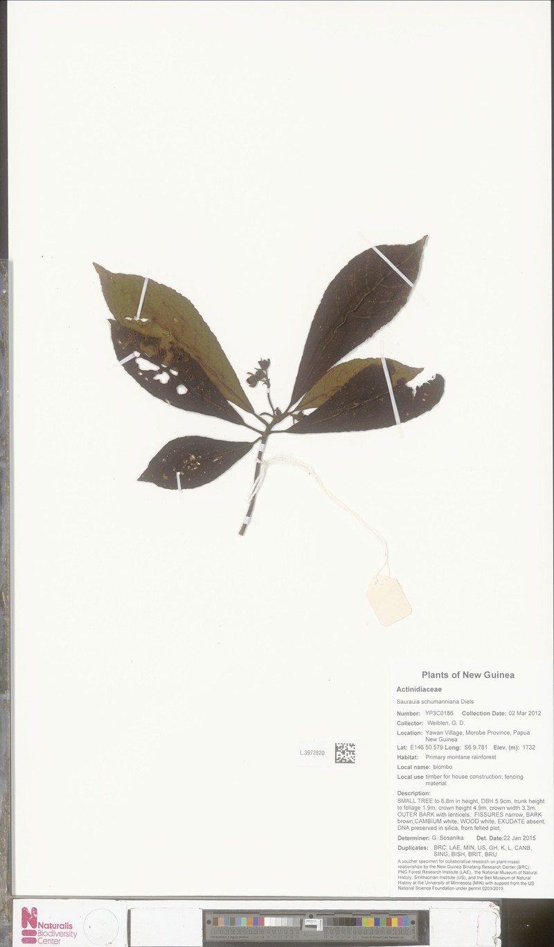Saurauia schumanniana